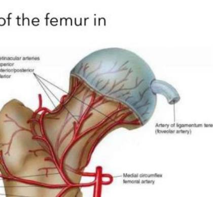 Arterial supply to the femoral head and neck