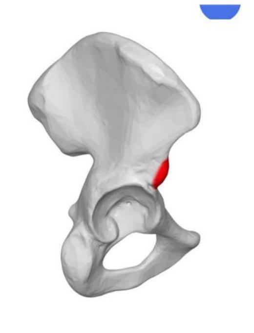 Hip bone with the anterior inferior iliac spine highlighted