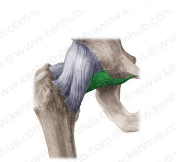 Hip joint with the pubofemoral ligament highlighted