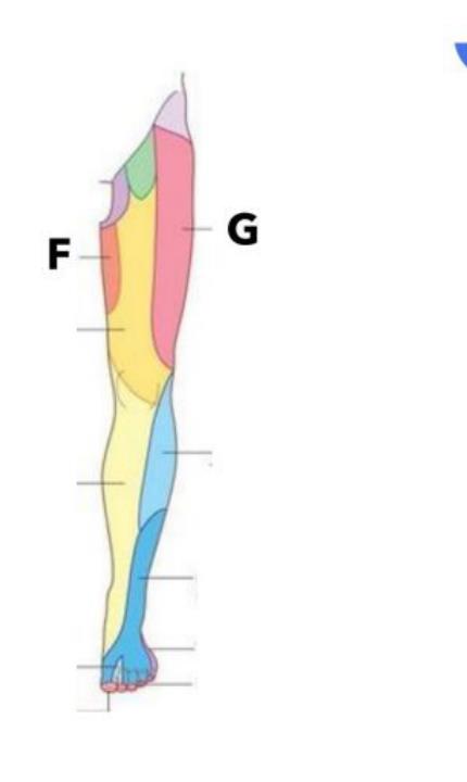 Cutaneous innervation map of the lower limb with F and G