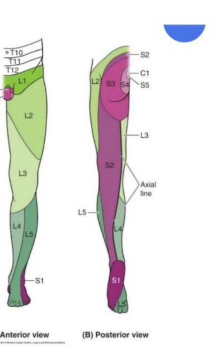 Lower-limb dermatome map