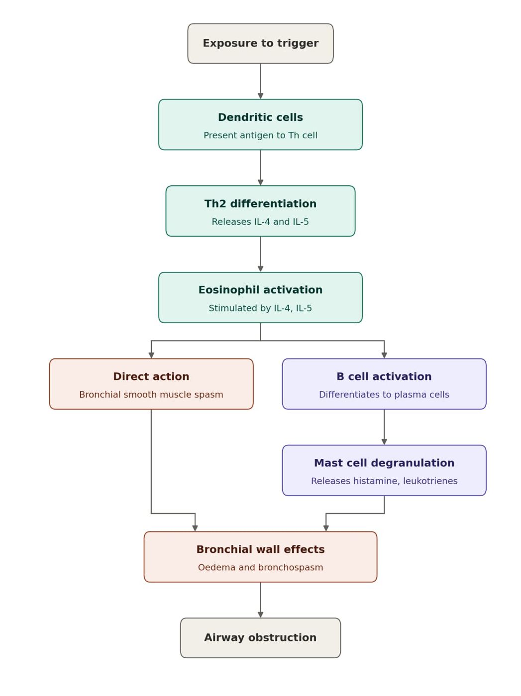 Immunological mechanism on allergen exposure